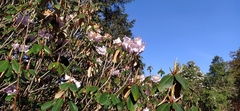 Rhododendron campanulatum