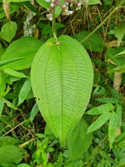 Miconia conospeciosa