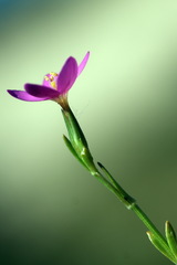 Centaurium littorale