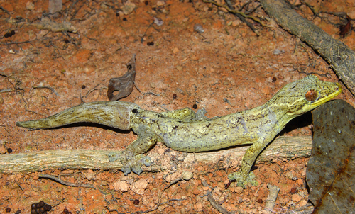 Southern Turnip-tailed Gecko, Thecadactylus solimoensis