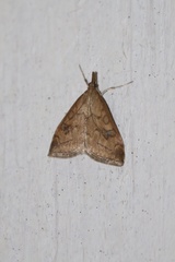 Udea profundalis