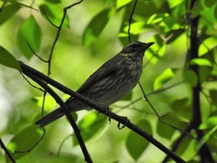 Turdus iliacus