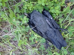 Corvus monedula