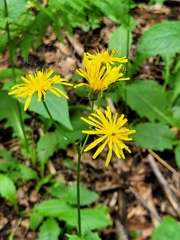 Crepis paludosa