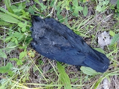 Corvus monedula