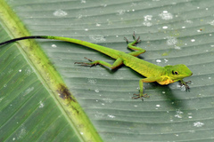 Anolis chloris