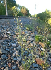 Capsella orientalis