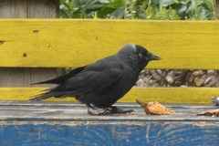 Corvus monedula