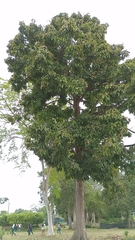 Lecythis tuyrana