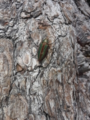 Buprestis aurulenta