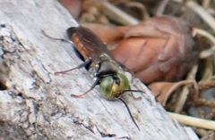 Tachysphex obscuripennis