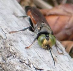 Tachysphex obscuripennis