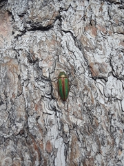 Buprestis aurulenta