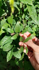 Byttneria filipes