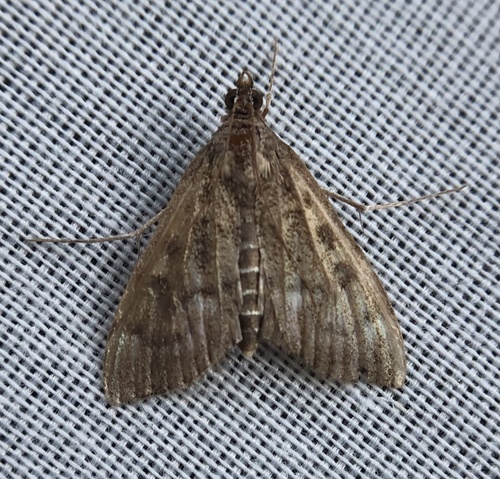 iNaturalist observation photo of Garden Webworm Moth
