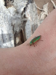 Buprestis aurulenta