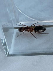 Camponotus inaequalis