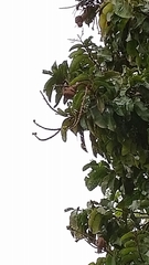 Lecythis tuyrana