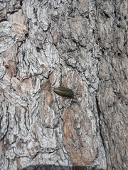 Buprestis aurulenta