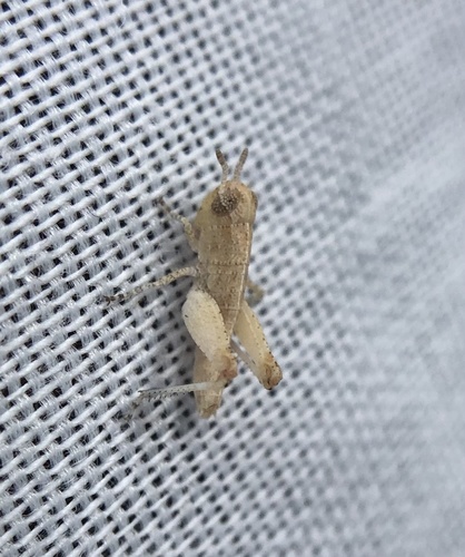 iNaturalist observation photo of Painted Meadow Grasshopper