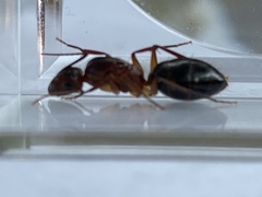 Camponotus inaequalis