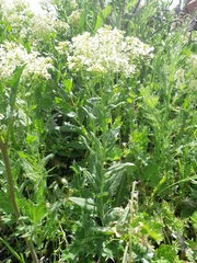 Lepidium draba