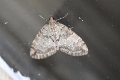 Hydriomena speciosata