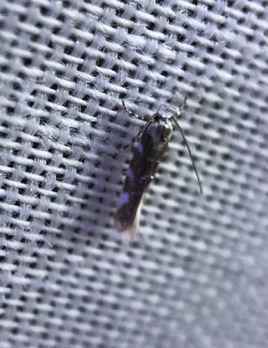 iNaturalist observation photo of Eteobalea iridella