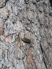 Buprestis aurulenta
