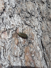 Buprestis aurulenta