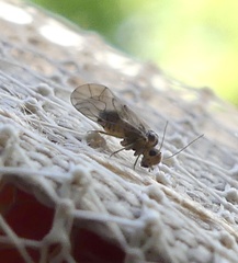 Peripsocidae