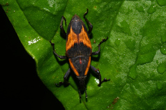 Cactophagus circumjectus