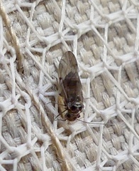 Peripsocidae