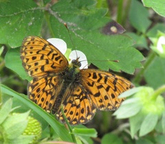 Boloria euphrosyne