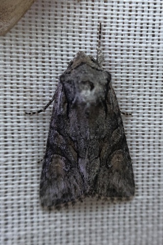 iNaturalist observation photo of Cutworms and Dart Moths