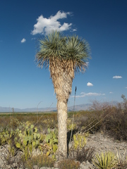 Yucca rostrata