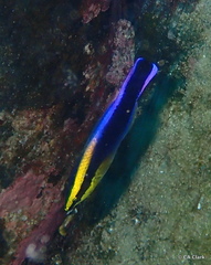 Labroides phthirophagus