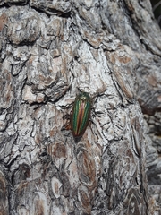 Buprestis aurulenta