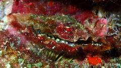 Pinnidae