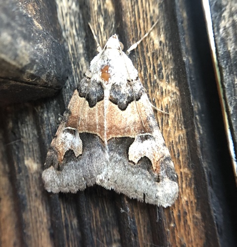 iNaturalist observation photo of Drasteria