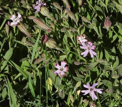 Silene vallesia