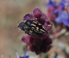 Acmaeodera pubiventris pubiventris