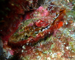 Pinnidae