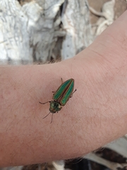 Buprestis aurulenta