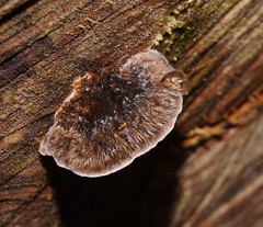 Postia pelliculosa