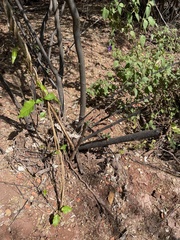 Ibervillea sonorae