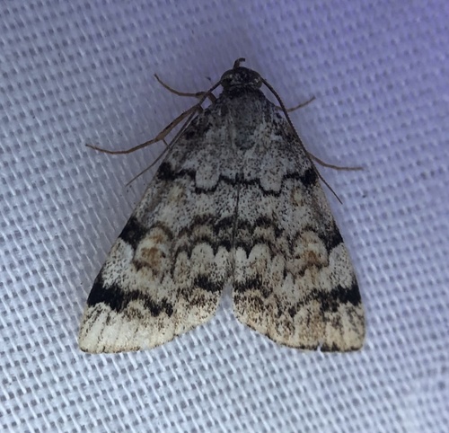 iNaturalist observation photo of American Idia Moth