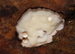 Postia pelliculosa