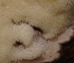 Postia pelliculosa