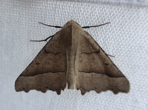 iNaturalist observation photo of Pero radiosaria